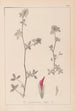 Herbier de la flore française Pl0322 - Louis Antoine Cusin | Reproduction — weergave van het kunstwerk
