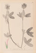 Herbier de la flore française Pl0326 - Louis Antoine Cusin — weergave van het kunstwerk
