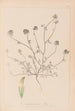 Herbier de la flore française Pl0327 - Louis Antoine Cusin — weergave van het kunstwerk