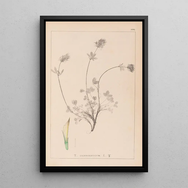 Louis Antoine Cusin - Herbier de la flore franaise Pl0328.webp