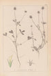 Herbier de la flore française Pl0329 - Louis Antoine Cusin — weergave van het kunstwerk