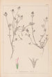 Herbier de la flore française Pl0330 - Louis Antoine Cusin — weergave van het kunstwerk