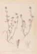 Herbier de la flore française Pl0332 - Louis Antoine Cusin — weergave van het kunstwerk