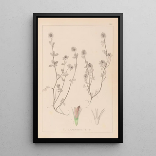 Louis Antoine Cusin - Herbier de la flore franaise Pl0332.webp