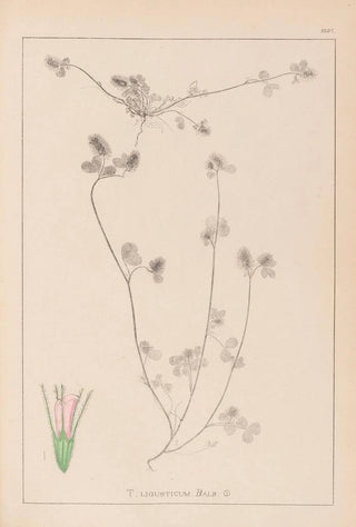 Louis Antoine Cusin - Herbier de la flore franaise Pl0333.webp