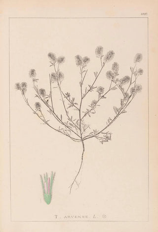Louis Antoine Cusin - Herbier de la flore franaise Pl0334.webp