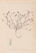 Herbier de la flore française Pl0335 - Louis Antoine Cusin — weergave van het kunstwerk