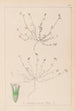 Herbier de la flore française Pl0337 - Louis Antoine Cusin — weergave van het kunstwerk