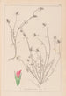 Herbier de la flore française Pl0339 - Louis Antoine Cusin — weergave van het kunstwerk