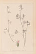 Herbier de la flore française Pl0340 - Louis Antoine Cusin — weergave van het kunstwerk