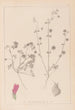 Herbier de la flore française Pl0345 - Louis Antoine Cusin — weergave van het kunstwerk