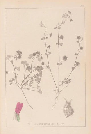Louis Antoine Cusin - Herbier de la flore franaise Pl0345.webp
