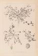 Herbier de la flore française Pl0346 - Louis Antoine Cusin — weergave van het kunstwerk
