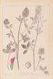 Herbier de la flore française Pl0347 - Louis Antoine Cusin — weergave van het kunstwerk