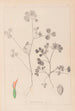 Herbier de la flore française Pl0348 - Louis Antoine Cusin — weergave van het kunstwerk