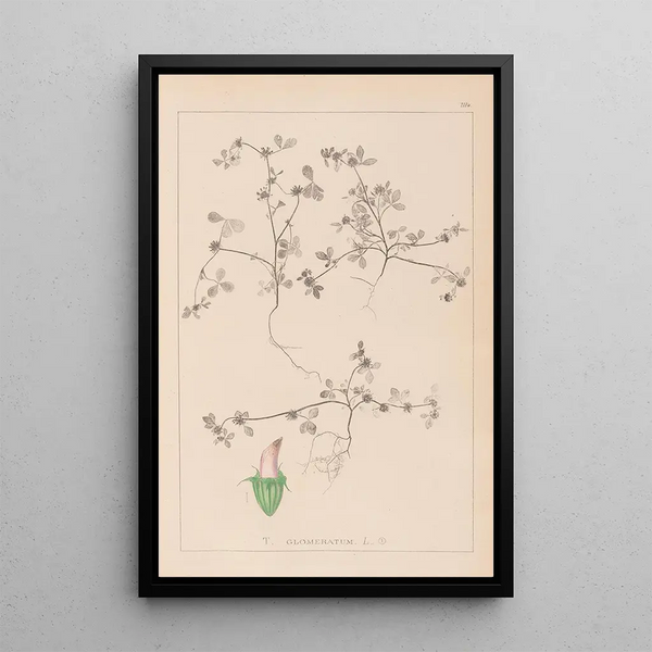 Louis Antoine Cusin - Herbier de la flore franaise Pl0349.webp