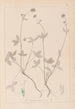 Herbier de la flore française Pl0352 - Louis Antoine Cusin — weergave van het kunstwerk