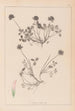 Herbier de la flore française Pl0356 - Louis Antoine Cusin — weergave van het kunstwerk