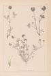 Herbier de la flore française Pl0357 - Louis Antoine Cusin — weergave van het kunstwerk