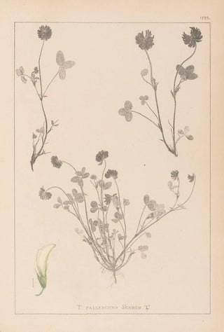 Louis Antoine Cusin - Herbier de la flore franaise Pl0357.webp