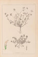 Herbier de la flore française Pl0359 - Louis Antoine Cusin — weergave van het kunstwerk