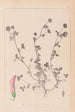 Herbier de la flore française Pl0360 - Louis Antoine Cusin — weergave van het kunstwerk