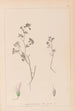 Herbier de la flore française Pl0362 - Louis Antoine Cusin — weergave van het kunstwerk