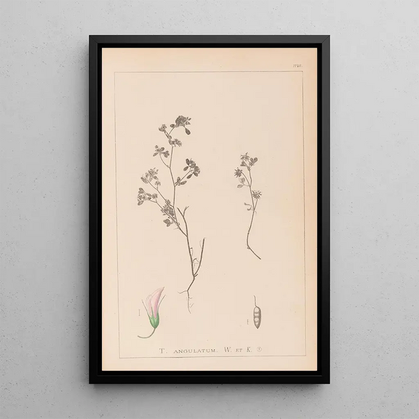 Louis Antoine Cusin - Herbier de la flore franaise Pl0362.webp