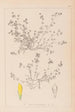 Herbier de la flore française Pl0366 - Louis Antoine Cusin — weergave van het kunstwerk