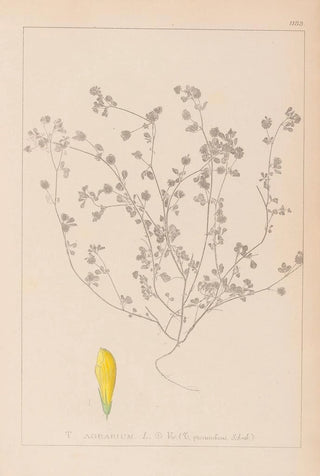 Louis Antoine Cusin - Herbier de la flore franaise Pl0369.webp
