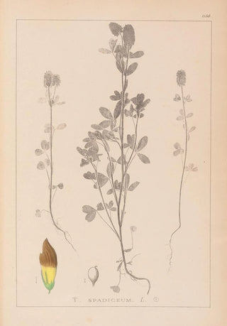 Louis Antoine Cusin - Herbier de la flore franaise Pl0372.webp