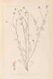 Herbier de la flore française Pl0373 - Louis Antoine Cusin — weergave van het kunstwerk