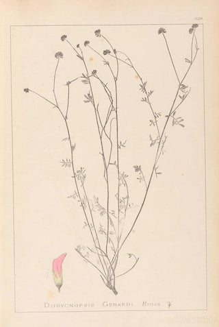 Louis Antoine Cusin - Herbier de la flore franaise Pl0373.webp