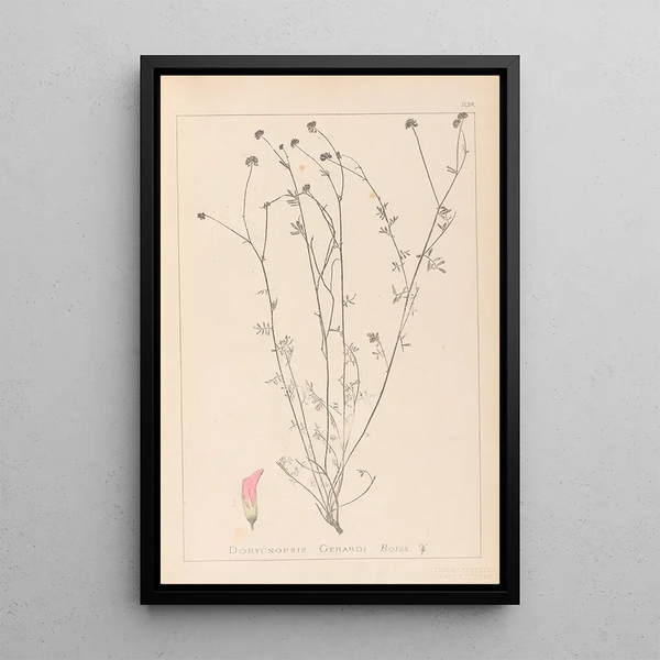 Louis Antoine Cusin - Herbier de la flore franaise Pl0373.webp