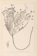 Herbier de la flore française Pl0374 - Louis Antoine Cusin — weergave van het kunstwerk
