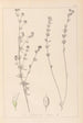 Herbier de la flore française Pl0377 - Louis Antoine Cusin — weergave van het kunstwerk