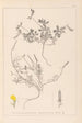 Herbier de la flore française Pl0378 - Louis Antoine Cusin — weergave van het kunstwerk