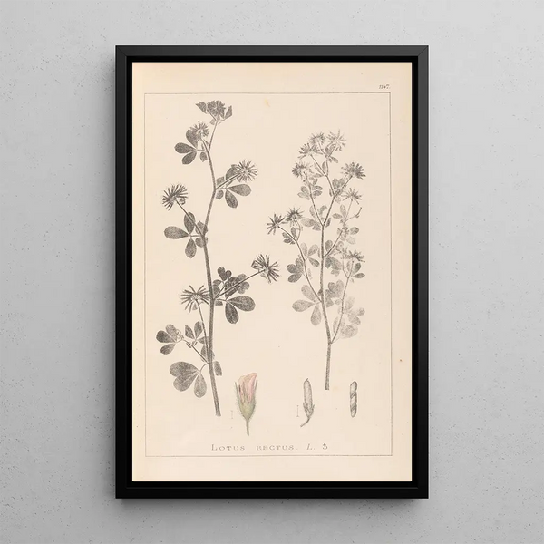 Louis Antoine Cusin - Herbier de la flore franaise Pl0381.webp