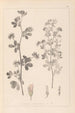 Herbier de la flore française Pl0381 - Louis Antoine Cusin — weergave van het kunstwerk