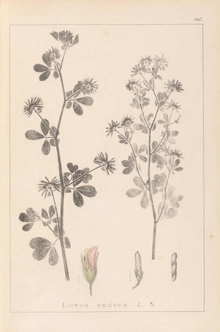 Louis Antoine Cusin - Herbier de la flore franaise Pl0381.webp