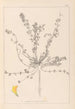 Herbier de la flore française Pl0385 - Louis Antoine Cusin — weergave van het kunstwerk
