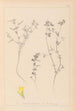 Herbier de la flore française Pl0386 - Louis Antoine Cusin — weergave van het kunstwerk