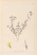 Herbier de la flore française Pl0387 - Louis Antoine Cusin — weergave van het kunstwerk