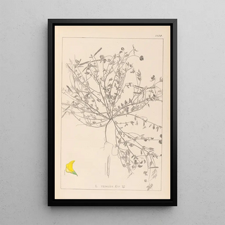 Louis Antoine Cusin - Herbier de la flore franaise Pl0392.webp