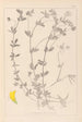 Herbier de la flore française Pl0393 - Louis Antoine Cusin — weergave van het kunstwerk