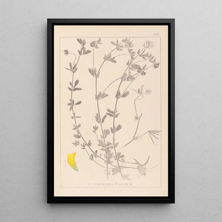 Louis Antoine Cusin - Herbier de la flore franaise Pl0393.webp