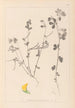 Herbier de la flore française Pl0396 - Louis Antoine Cusin — weergave van het kunstwerk