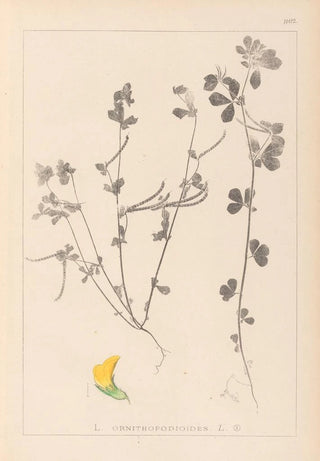 Louis Antoine Cusin - Herbier de la flore franaise Pl0396.webp
