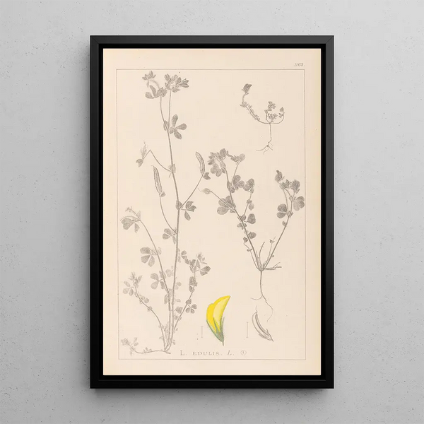 Louis Antoine Cusin - Herbier de la flore franaise Pl0397.webp