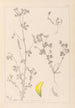 Herbier de la flore française Pl0397 - Louis Antoine Cusin — weergave van het kunstwerk